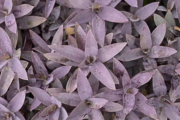 Üst köşede mor-pembe yaprak tonları var..