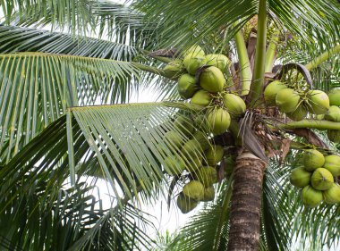 Hindistan cevizi ağaçları ve ağaçların üzerinde hindistan cevizi ağaçları verimli meyveler verir. Besinleri ve vitaminleri olan doğal bir meyvedir..