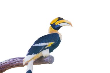 Beyaz arka planda bir dala tünemiş boynuz gagası