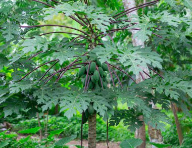 Siyah saplı papaya ağacı Tayland 'da gövdede çok verimlidir ve salataları ile ünlüdür..