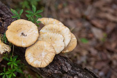 Mantarlar odunlarda doğal olarak yetişir..