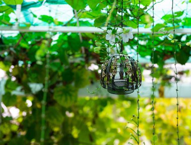 Klasik akkor lambalar ağaçlarla ya da yeşil yapraklarla kaplı gölgelerle asılır..