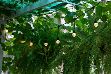 Ağaç zemininde birkaç tane turuncu ampul