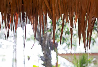 Yaprak, yağmur mevsiminden ve örümcek ağlarından örülmüş..