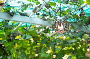 Klasik akkor lambalar ağaçlarla ya da yeşil yapraklarla kaplı gölgelerle asılır..