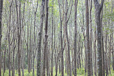 Orman birçok ağaçla doluydu..
