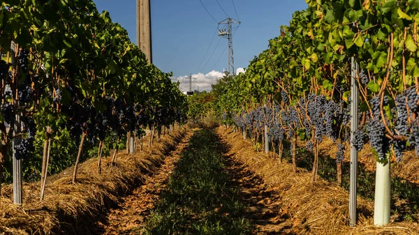 Cachos Uvas Uma Plantação Momento Coleta Vinho Vorating — Fotografia de Stock