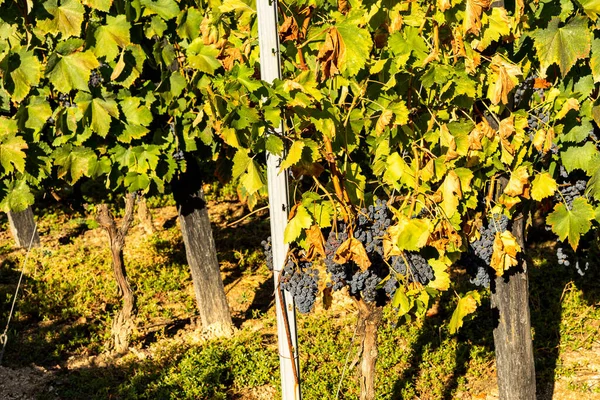 Cachos Uvas Uma Plantação Momento Coleta Vinho Vorating — Fotografia de Stock