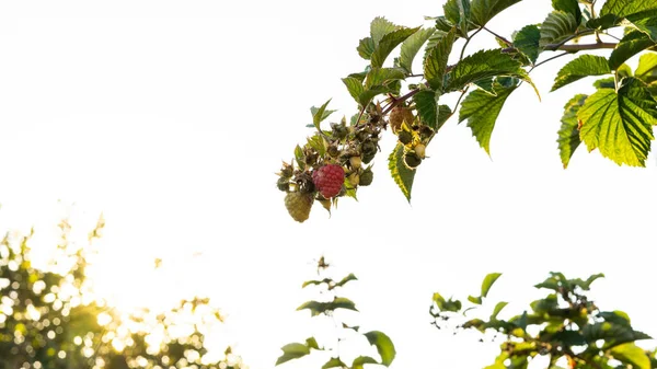 Raspberry plant with ripe fruits at their point to collect