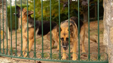 İki köpek, onları besleyen kişinin komplosunu savunur..