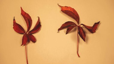 Sonbahar kırmızımsı yapraklar, beyaz arka planda döngüsünü tamamlamak için düşer.