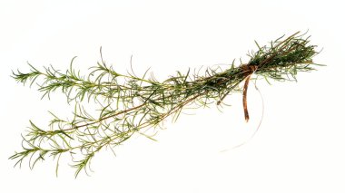 Beyaz arka planda palmiye yaprağı ile bağlanmış biberiye dalları