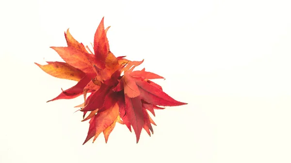 Sonbahar Kırmızımsı Yapraklar Beyaz Arka Planda Döngüsünü Tamamlamak Için Düşer — Stok fotoğraf