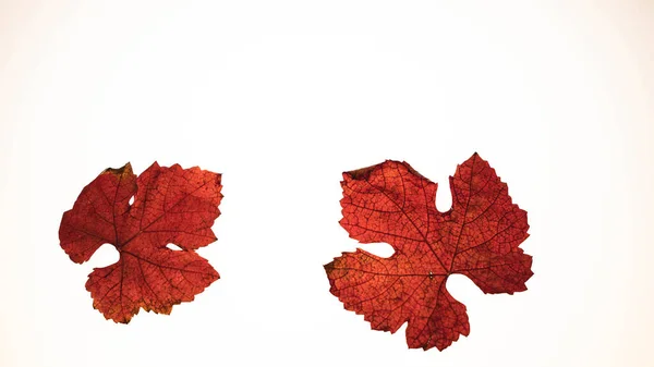 Löv Som Trädet Droppar Höst Rödaktig Att Slutföra Sin Cykel — Stockfoto