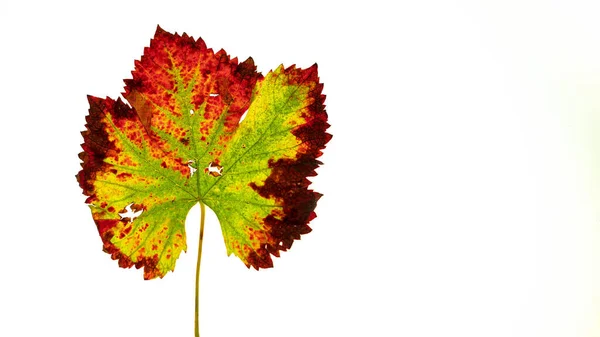 Löv Som Trädet Droppar Höst Rödaktig Att Slutföra Sin Cykel — Stockfoto