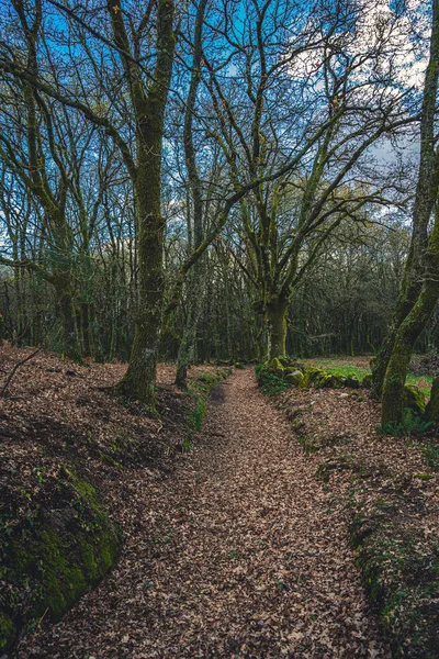 A narrow path bounded by moss-covered stones runs through the bare winter trees whose dead leaves lie on the forest floor.