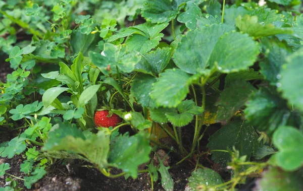 In the middle of many green plants stands a strawberry strawberry with its red color