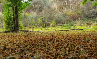 Toprağın hasat mevsiminin ortasında kestane rengi kirpilerle dolu olduğu kestane ormanı.