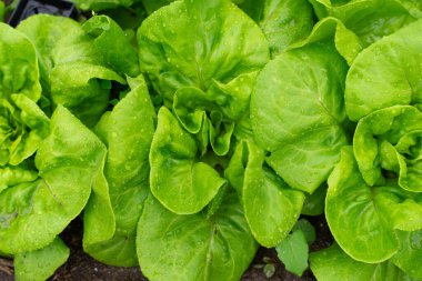 Bir grup marul, masaya getirilmek için ideal noktalarında.