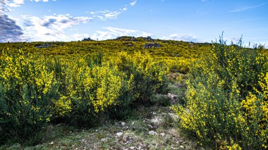 Sıcak renkli istilacı bitki örtüsü ve bulutların kaçtığı mavi gökyüzü.