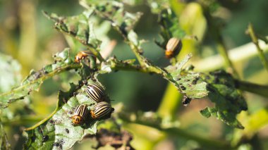 Bir grup böcek neredeyse yapraksız bir patates bitkisini yiyip bitirerek böcek ilacıyla kontrol edilmesi gereken bir böcek oluşturuyorlar.