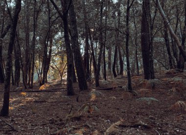 Gün batımında ormandaki ağaçların arasından süzülen güneş ışınları.