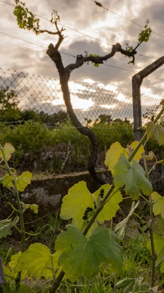 Ön planda taze bahar yaprakları ve dramatik bir günbatımı gökyüzüne karşı silueti budanmış bir asma gövdesi olan bir üzüm bağı çitinin yanında yakalandı..