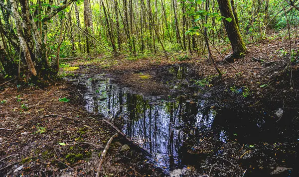 Baharda yemyeşil ağaçlar ve kuru yapraklarla kaplı bir ormanda çekilmiş bir fotoğraf. Sahnenin ortasında, gövdeleri ve yaprakları yansıtan durgun bir su havuzu oluşur.,