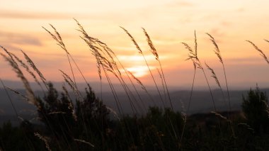 Yakın çekim, mısır ve kuru otların siluetlerini gün batımına karşı yakalar. Batan güneşin ışığı, turuncu ve altın tonlarında, arkaplanı hafifçe aydınlatır.