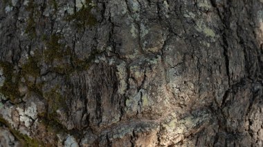 Bir ağacın kabuğunun yakın plan ve detaylı bir görüntüsü. Yüzeyde derin çatlaklar, karmaşık desenler ve çeşitli kahverengi, gri ve yeşil renkler bulunur.