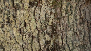 Bir ağacın kabuğunun yakın plan ve detaylı bir görüntüsü. Yüzeyde derin çatlaklar, karmaşık desenler ve çeşitli kahverengi, gri ve yeşil renkler bulunur.