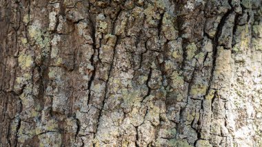 Bir ağacın kabuğunun yakın plan ve detaylı bir görüntüsü. Yüzeyde derin çatlaklar, karmaşık desenler ve çeşitli kahverengi, gri ve yeşil renkler bulunur.