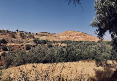 İlkbaharda yapraklarıyla zeytin ağaçları, dağların ortasında önlerindeki tarlayı gösteriyor..