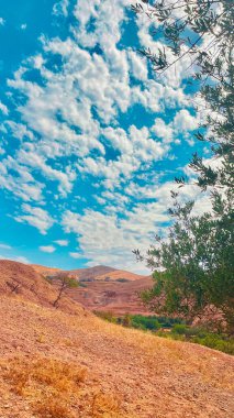 Baharda yapraklarıyla bir zeytin ağacı önündeki dağı güzel mavi gökyüzü manzarasıyla gösteriyor..