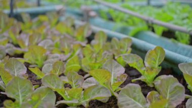 organik marul ya da yeşil, kırmızı çünkü serada büyüyorlar.