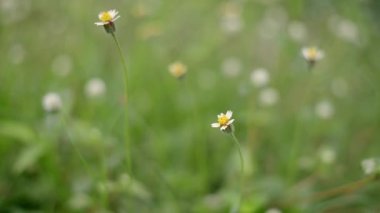 Güzel günbatımında ya da gündoğumunda rüzgâra karşı el sallayan çimen arısı, sonbahar manzarası doğal arka plan. Doğa kavramı, çiçekler, ilkbahar, sonbahar, manzara.