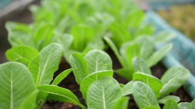 organik marul ya da yeşil çünkü serada büyüyorlar.