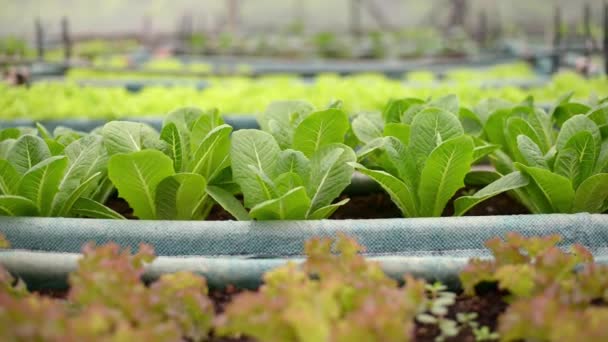 Close Bio Salat Oder Grüne Rote Cos Wachsen Auf Einem — Stockvideo