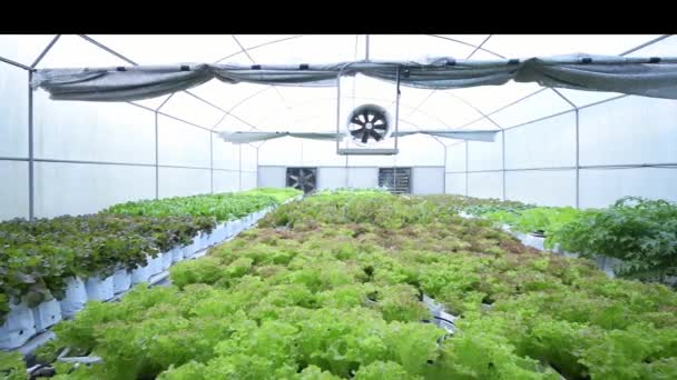 Evap Evaporative Cooling System Organického Salátu Domě Evap Selektivní Zaměření — Stock video