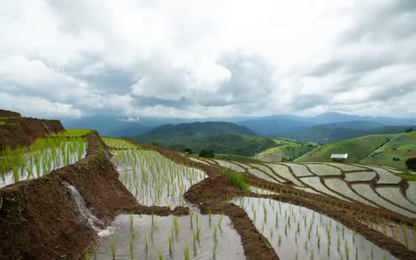 Time Lapse Rice Terrace Ban Bong Piang Chiang Mai Tailândia — Vídeo de Stock
