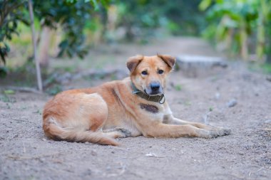 Taylandlı kahverengi köpek yere otur.