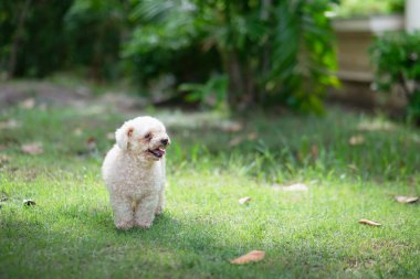 Kaniş oyuncak köpek parkta geziniyor..