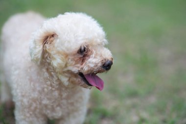 Kaniş oyuncak köpek parkta geziniyor..