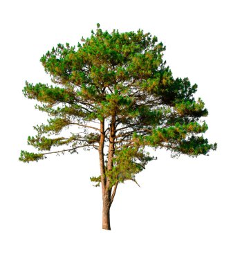 Beyaz arkaplan üzerinde çam ağacı kırpma yolu ile izole