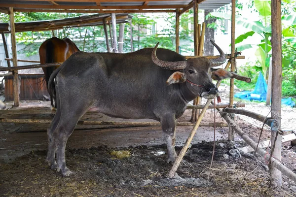 Thai Buffel Pennan — Stockfoto