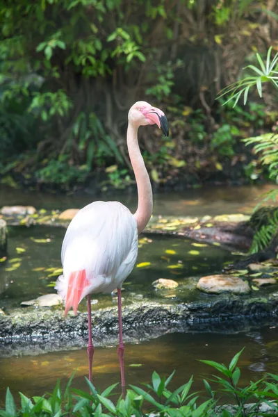 Flamingo Parque Vida Selvagem Safári Zoológico — Fotografia de Stock