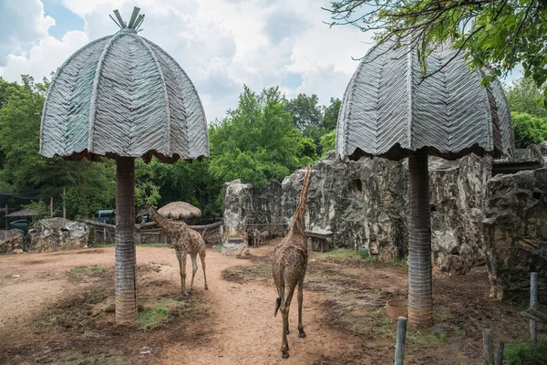 Vahşi Yaşam Parkında Zürafalar Hayvanat Bahçesi Safarisi — Stok fotoğraf