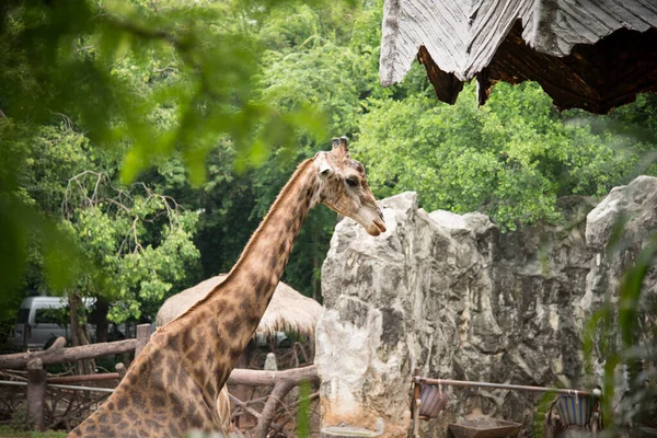 Vahşi Yaşam Parkında Zürafalar Hayvanat Bahçesi Safarisi — Stok fotoğraf