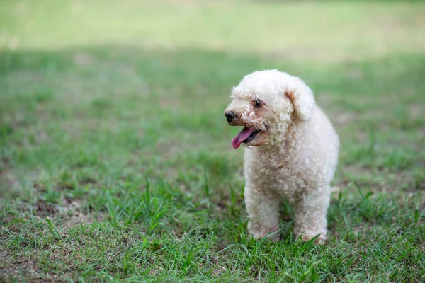 Poodle Brinquedo Cão Passeio Parque — Fotografia de Stock