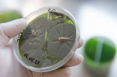 Laboratuvar koşulları altında mantar seçimi, ekimi ve rezervasyonu.